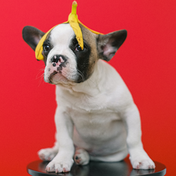 ../../_images/colorkeymask-dog.png