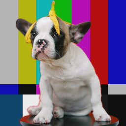 ../../_images/colorkeymask-dog-result.png
